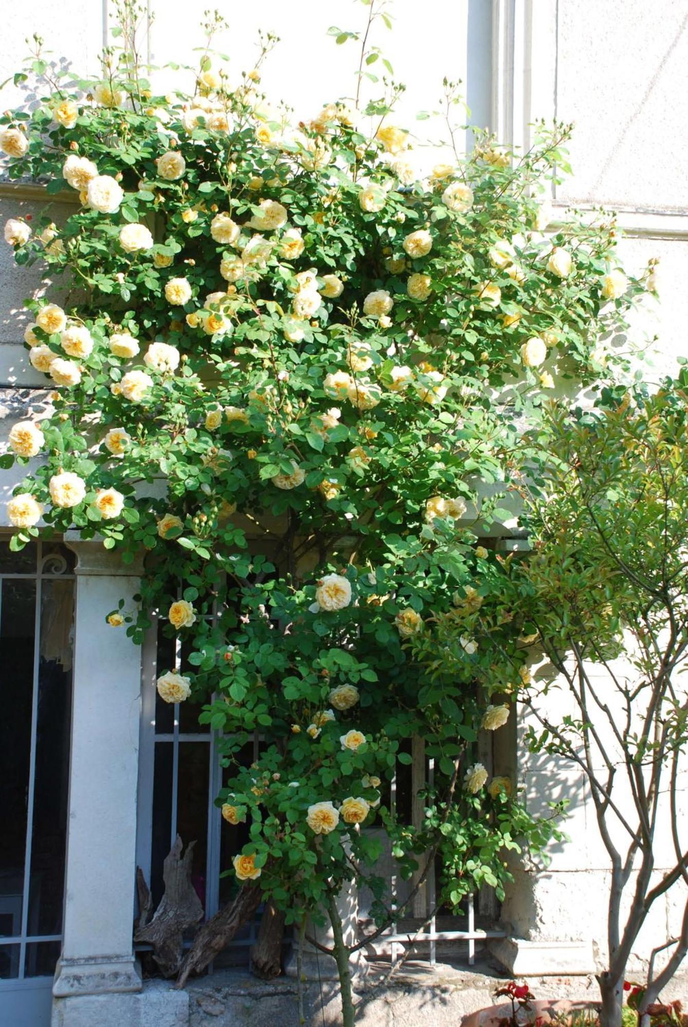 Les Rosiers Domaine De L'Oie Rouge Bed & Breakfast エクステリア 写真